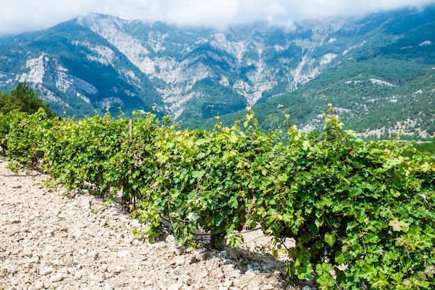 I cespugli di vigneti sulla piantagione maturano sullo sfondo di montagne e rocce in giornate limpide