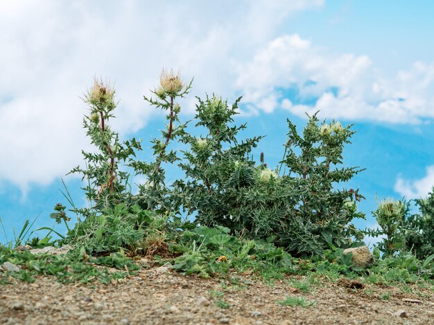 I cespugli e le erbacce sulla catena montuosa