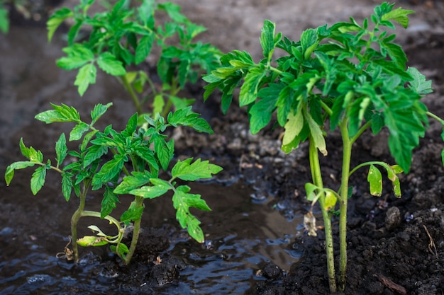 I cespugli hanno piantato acqua prepagata per il pomodoro