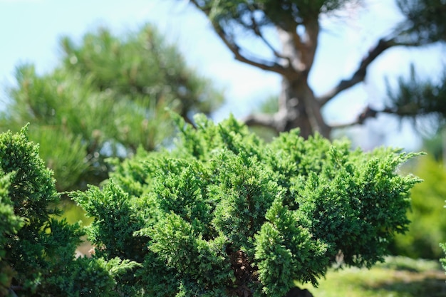 I cespugli sempreverdi agugliati crescono in giardino