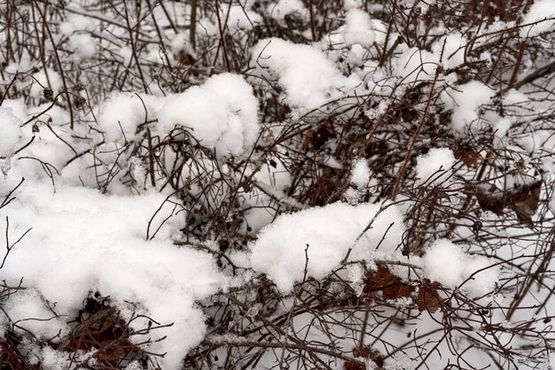 I cespugli senza foglie sono coperti di neve bianca