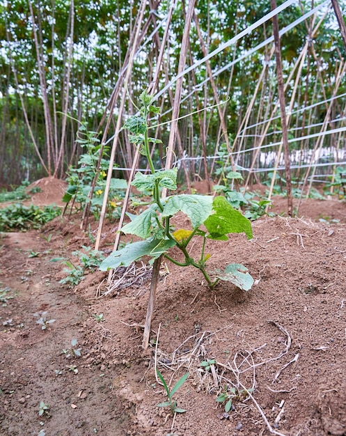 I cetrioli stanno crescendo nel giardino