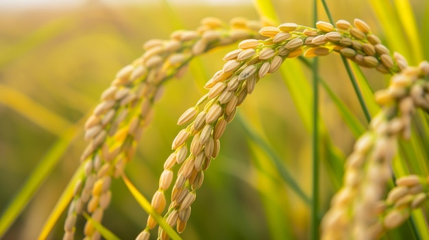 I chicchi d'oro di riso pesanti sul gambo che si abituano al caldo splendore del sole in un campo