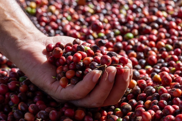 I chicchi di caffè che si asciugano al sole. Piantagioni di caffè nella fattoria del caffè