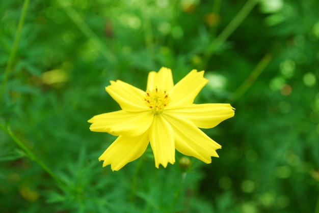 I Chrysanthoms fioriscono nel giardino