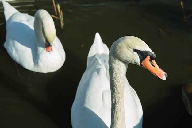 I cigni bianchi nuotano nel lago. Copia spazio.