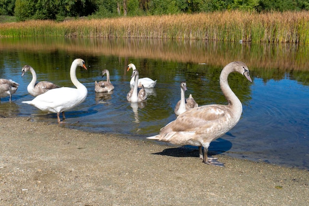 I cigni bianchi nuotano nel lago