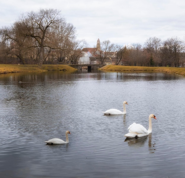 I cigni bianchi nuotano su un lago nel centro del parco della città vecchia di Vilnius Lituania all'inizio della primavera