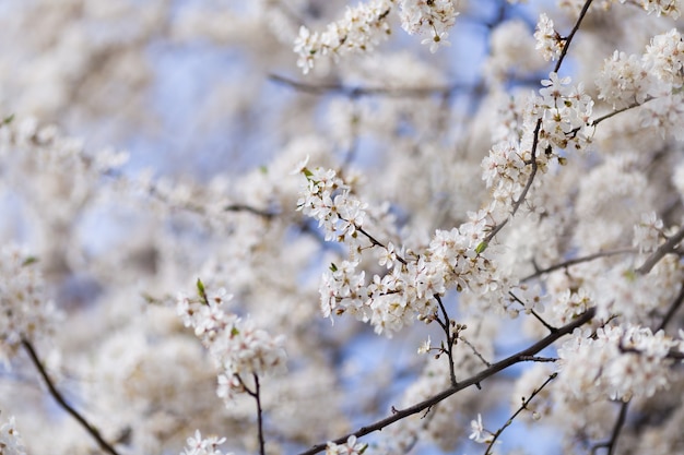 I ciliegi fioriscono in primavera.