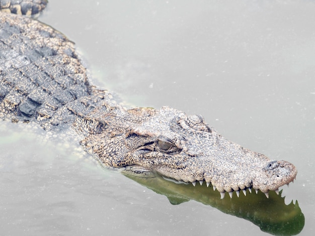 I coccodrilli si chiudono su in Tailandia