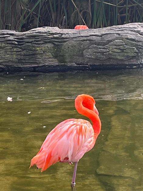 I colorati fenicotteri nel lago dell'ecoparco