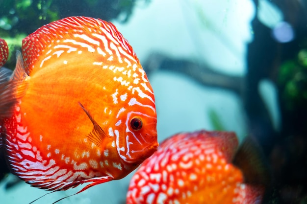 I colorati pesci discus pompadour nuotano in un acquario