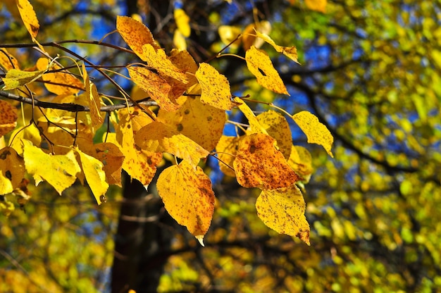 I colori accesi del fogliame di ottobre