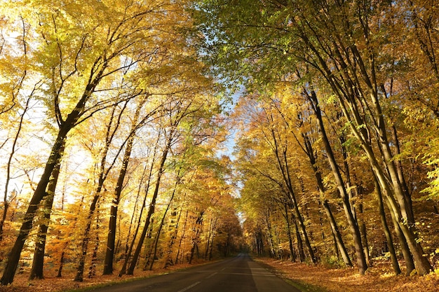 I colori autunnali delle querce su una strada di campagna che attraversa la foresta