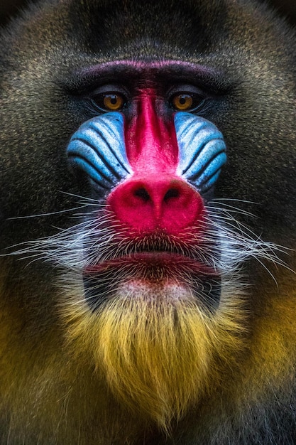 I colori dell'arcobaleno della faccia del maschio di scimmia mandrill