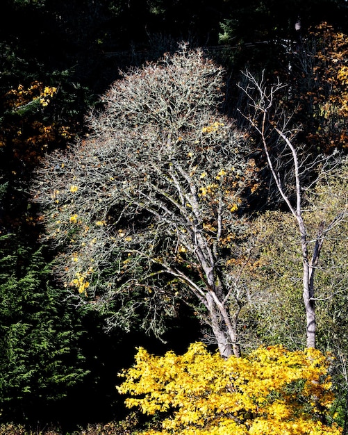 I colori dell'autunno su Salt Spring Island, BC Canada