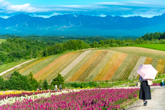 I colori vivaci dei fiori attirano i visitatori Panoramico campo di fiori colorati