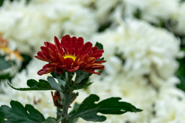 I crisantemi gialli e rossi del parco sono in fiore