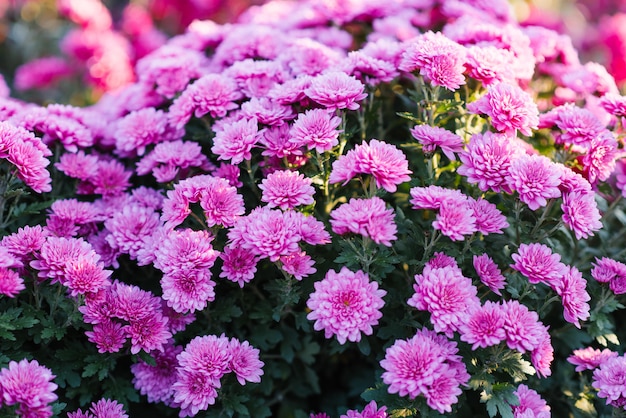 I crisantemi porpora rosa fioriscono nel giardino di autunno, floreale