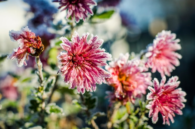 I crisantemi rosa e bordeaux nel giardino sono ricoperti di brina