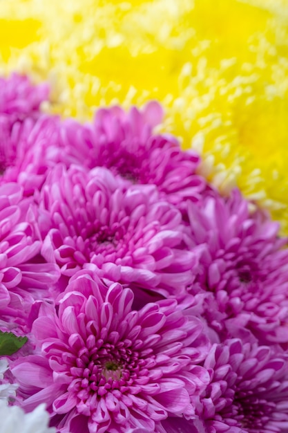 I crisantemi sono piante da fiore del genere Chrysanthemum nella famiglia delle Asteraceae.