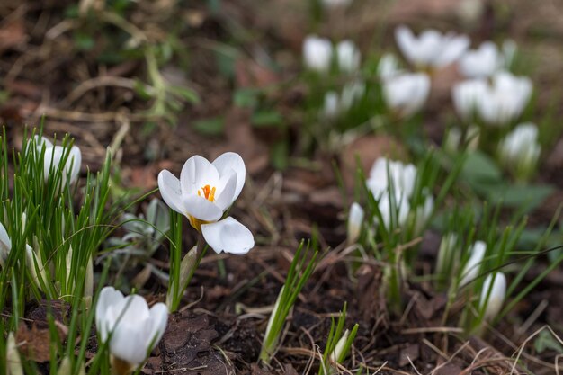 I crochi primaverili bianchi al mattino presto all'aperto i primi fiori primaverili sullo sfondo di