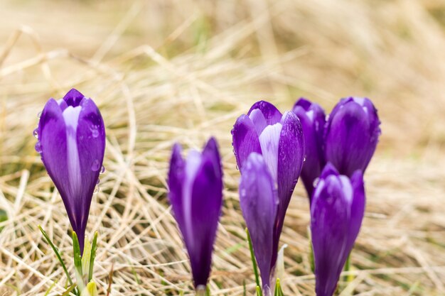 I crochi sono decorati con colori viola, il campo di erba secca.