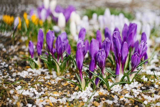 I crochi viola non soffiati fioriscono sotto la neve