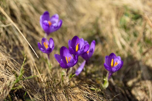 I croco dei fiori della montagna hanno fiorito nella natura di primavera