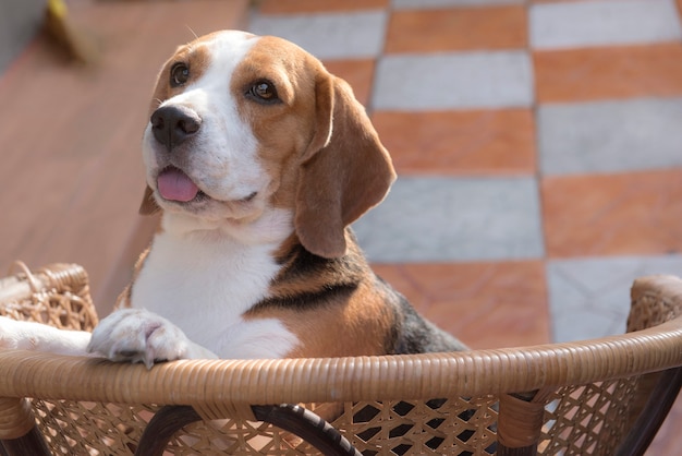 I cuccioli di beagle stanno con gli occhi adorabili