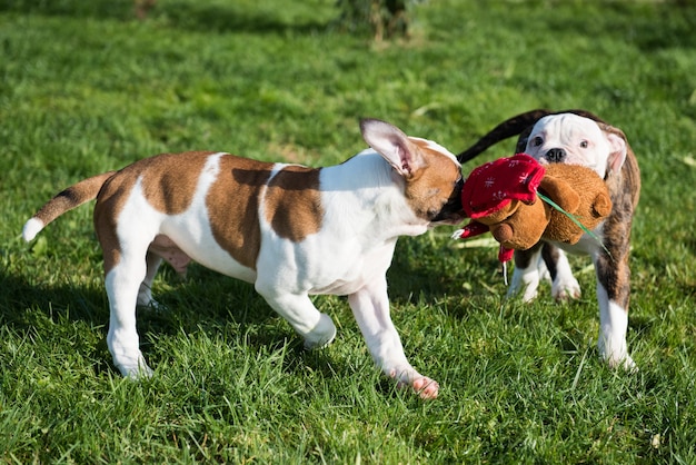 I cuccioli di Bulldog americano stanno giocando con il giocattolo