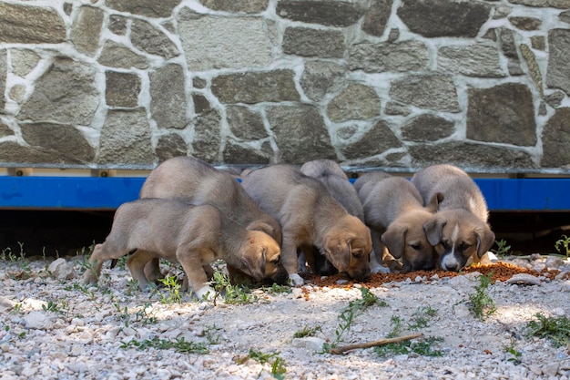 I cuccioli di cani randagi stanno mangiando cibo.