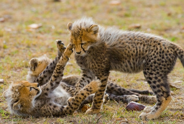 I cuccioli di ghepardo giocano tra loro nella savana.