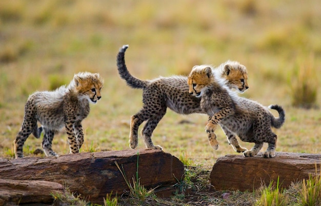 I cuccioli di ghepardo giocano tra loro nella savana.