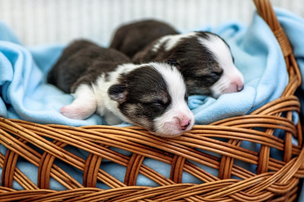 I cuccioli di Sweet Pembroke Welsh Corgi riposano su una coperta blu nel cesto