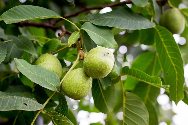 I dadi verdi raggiungono sull'albero. Noci sane