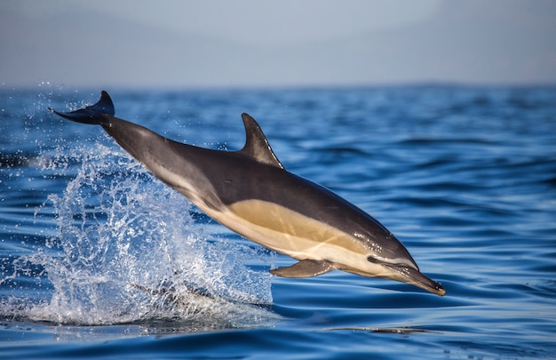 I delfini saltano fuori dall'acqua