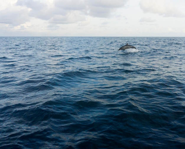 I delfini spinner saltano e giocano nell'oceano delle Maldive