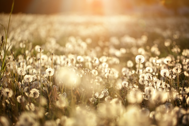 I denti di leone lanuginosi emettono luce nei raggi di luce solare al tramonto nel campo della natura. Bei fiori del dente di leone nel prato di primavera.