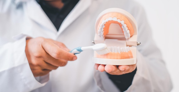 I dentisti stanno dimostrando con la dentiera per educarli. A proposito di ortodonzia e lavarsi i denti
