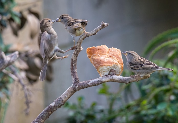 i diversi uccelli come i passeri