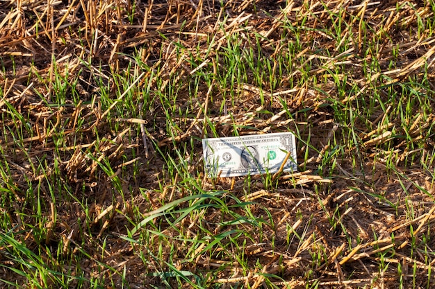 I dollari americani giacciono sul campo agricolo