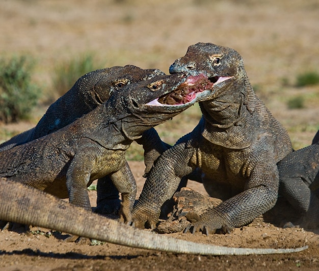 I draghi di Komodo stanno mangiando la loro preda. Indonesia. Parco Nazionale di Komodo.