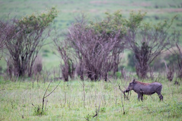 I facoceri pascolano nella savana del Kenya