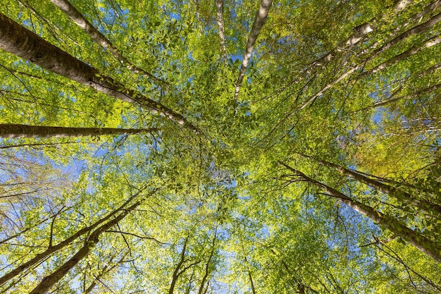 I faggi verdi sono in cima alla foresta