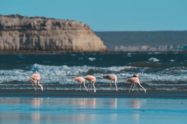 I fenicotteri affollano la Patagonia Argentina