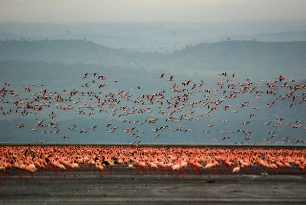 I fenicotteri al lago Nakuru