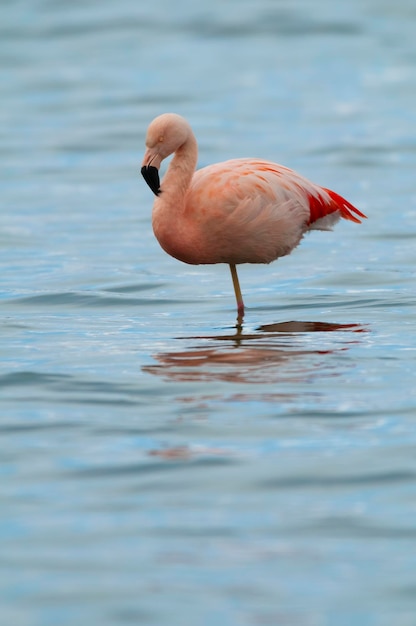 I fenicotteri riposano in una laguna salata La Pampa ProvincePatagonia Argentina