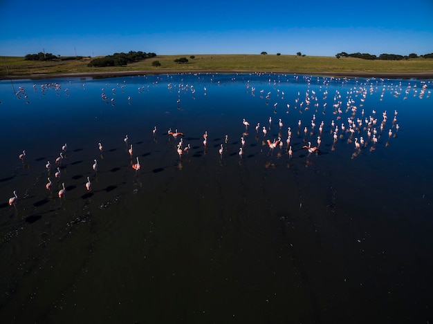 I fenicotteri si radunano nella Pampas Saline Vista aerea La Pampa Provincia Patagonia Argentina