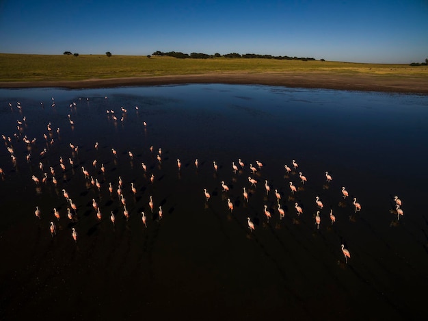 I fenicotteri si radunano nella Pampas Saline Vista aerea La Pampa Provincia Patagonia Argentina